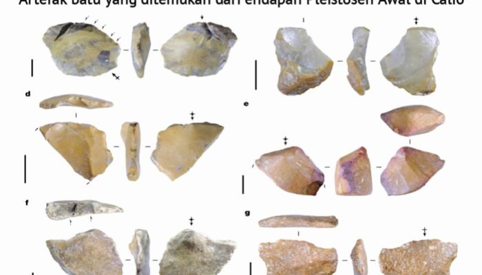Penemuan Mengejutkan: Hominin Purba di Calio Soppeng